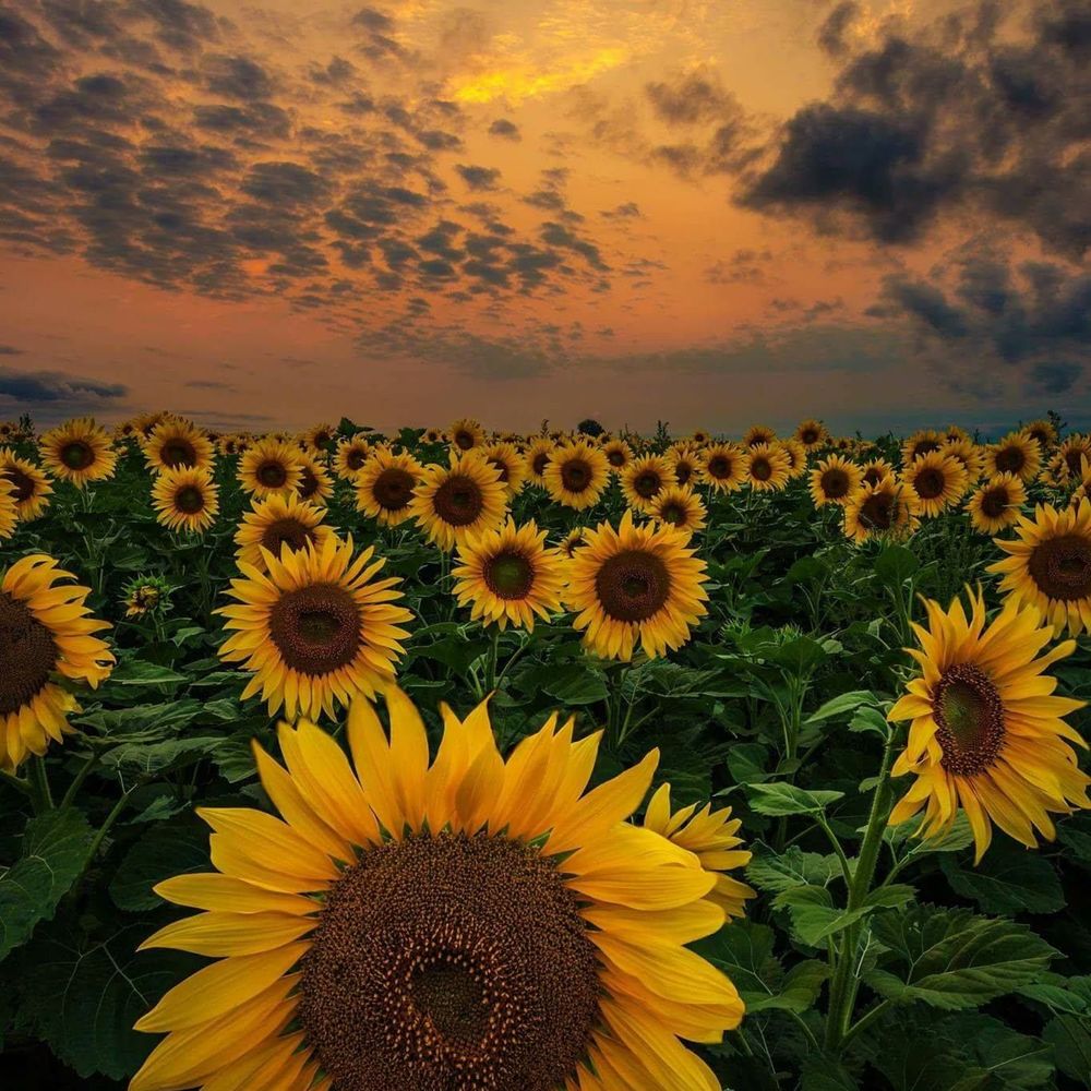 Meet your Posher, Gail